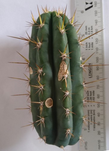 Echinopsis kk242 cactus - echinopsis,