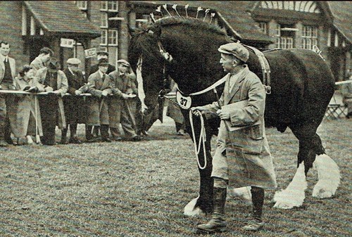 Shire horse show derby - shire,