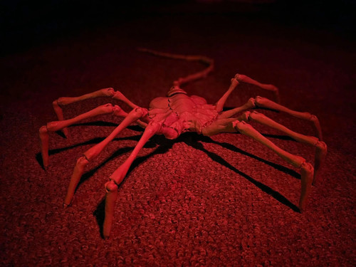 Facehugger from alien earth - facehugger,