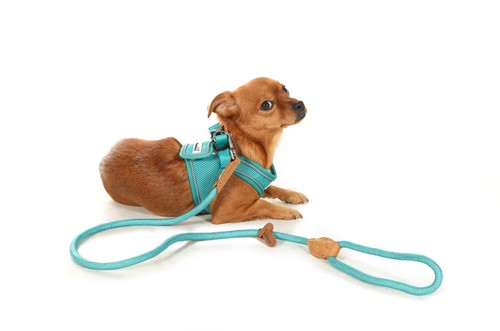 Doodlebone rope lead dog - rope,