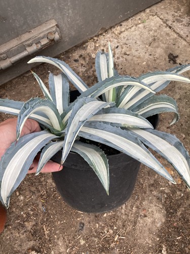 Large double agave americana - large,