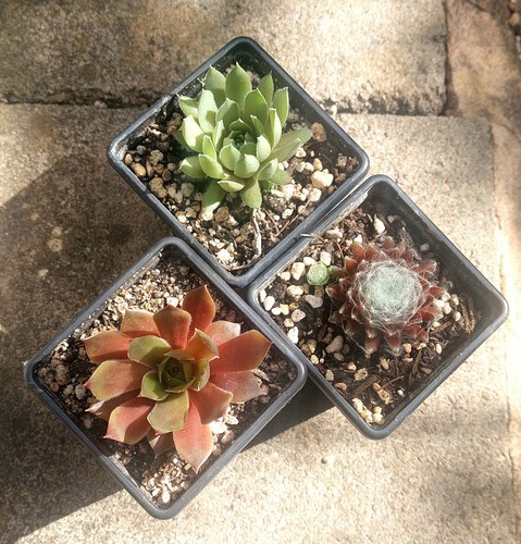 Sempervivum collection - , x3