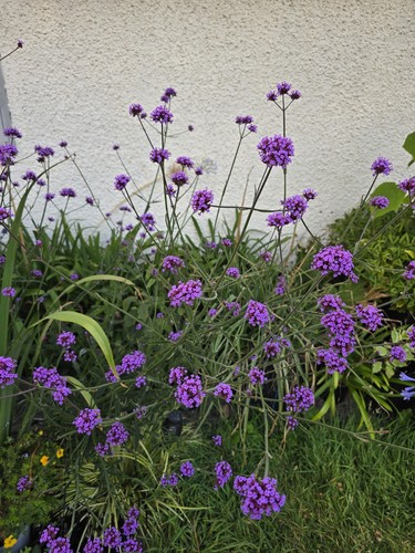 Verbena bonariensis hardy - verbena,