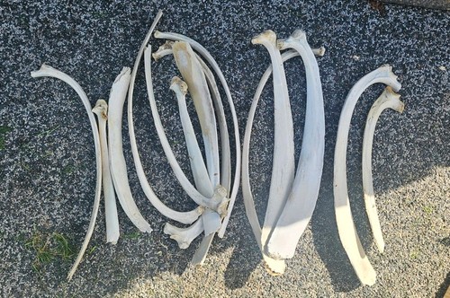 Horse vertebrae rib bones - horse,