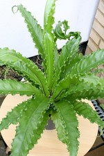 Asplenium antiquum osaka - antiquum, ‘osaka’