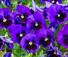 40x Pansy Frizzle Sizzle Winter Burgundy Seeds - Flower