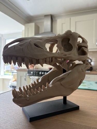 Rex skull replica decor - t-rex,
