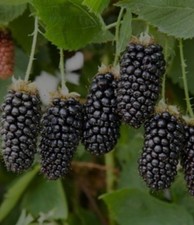 6x Barerooted Wild Blackberry UK Native Plant Organic Ready To Plant