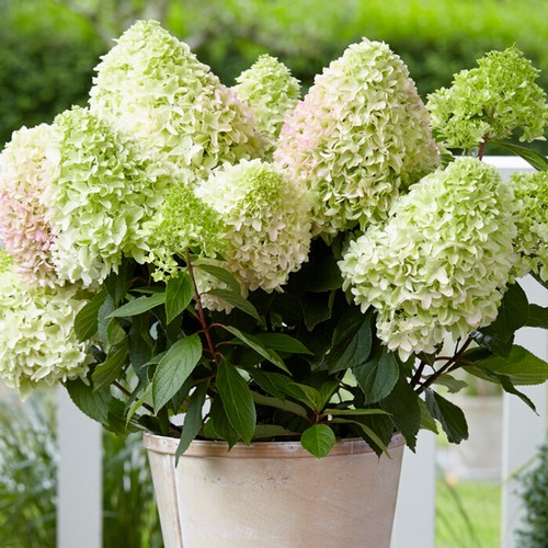 Hydrangea little fresco - hydrangea,