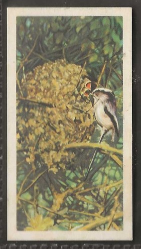 Musgrave british birds - musgrave,