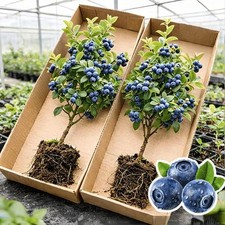 2 Blueray Blueberry Tree