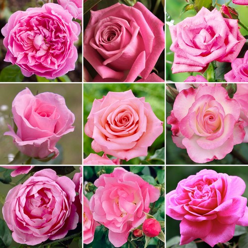 Attractive pink potted - attractive,