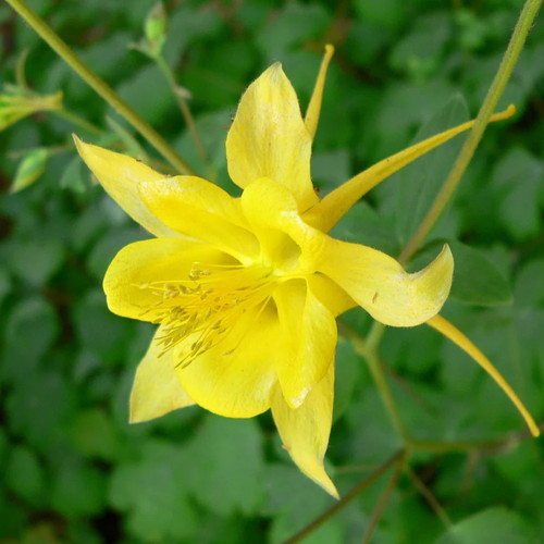 Aquilegia chrysantha - , |