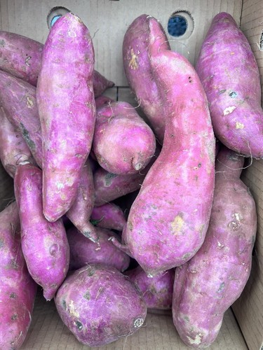 Red sweet potato good - red,