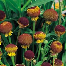 15 Autumn Lollipop Helenium Seeds