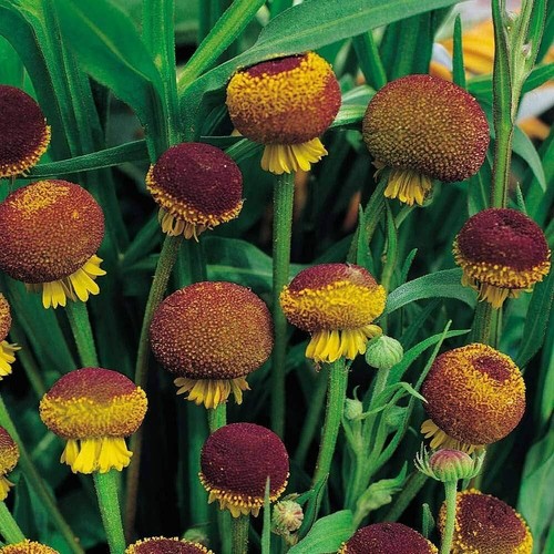 Autumn lollipop helenium - lollipop,