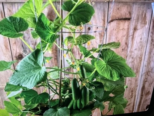 Mini cucumber plants quick - cucumber,