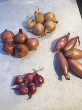 20 Assorted Potato Onions