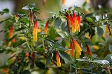 2x Jacobinia Brazilian Fuchsia