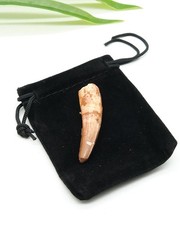 Genuine Spinosaurus Tooth
