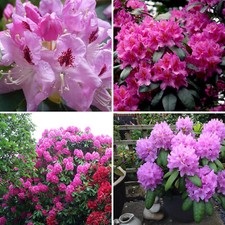 Rhododendron Plant Evergreen Hardy Flowering Garden Shrub Pink Delta 2L Pot