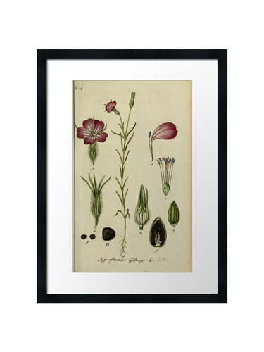 Botanical framed wall - framed, art
