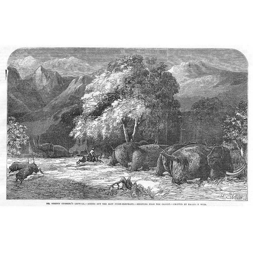Elephant ivory hunting - ivory,