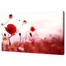 Red poppies flowers - poppies, field