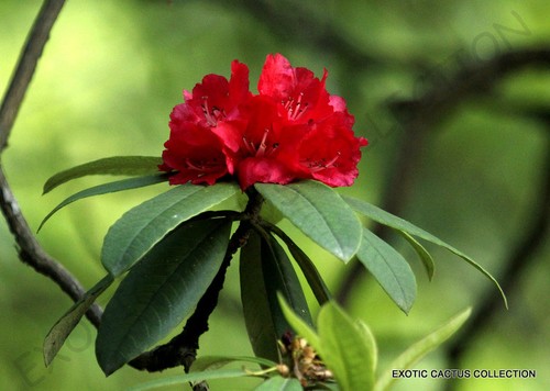 Rare rhododendron arboreum - rare,