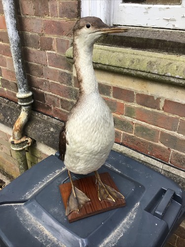 Great grebe - great,
