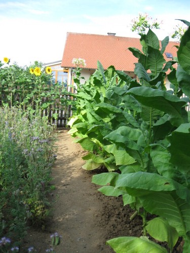 1000 tobacco seeds - , virginia