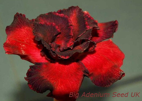 100 adenium obesum desert - 100,