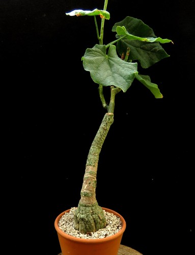 Adenia spec crystal - adenia, spec.crystal