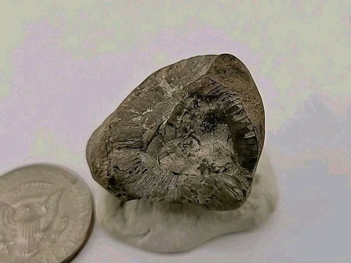 Egg fossil permineralized - egg,