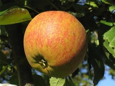 Apple Cox's Orange Pippin