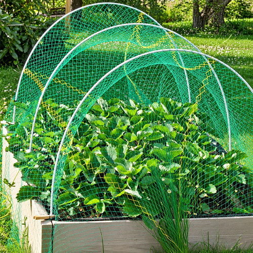 10m garden plant - 10m,