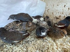 Chinese Painted Button Quail