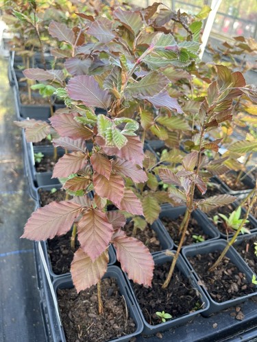Purple copper beech - purple/copper, tree