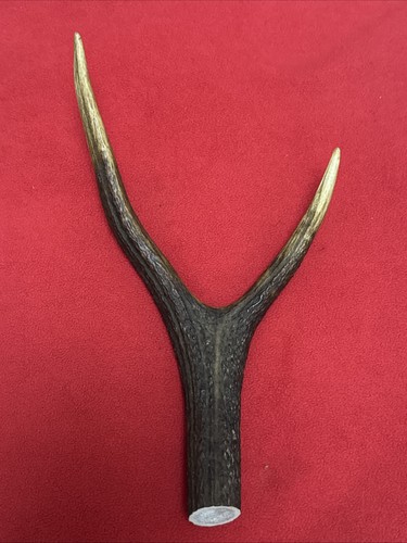 One piece deer antler y - one, of