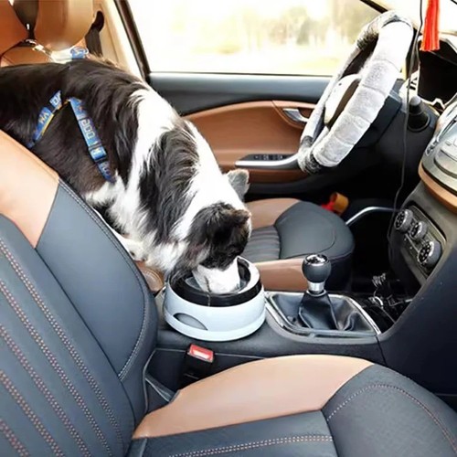 Road refresher non - refresher, dog