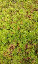 Sphagnum Moss Live for