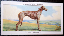 RACING GREYHOUND  White City