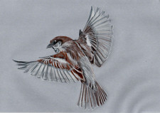 Original color pencil faber castell art artwork picture Flying tree sparrow bird
