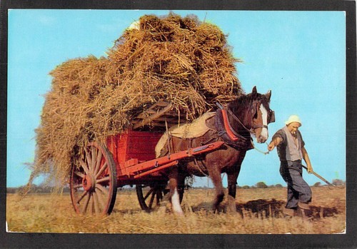 D3192 animals heavy horses - heavy, hay