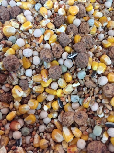 10kg unprepared spod - 10kg, nut