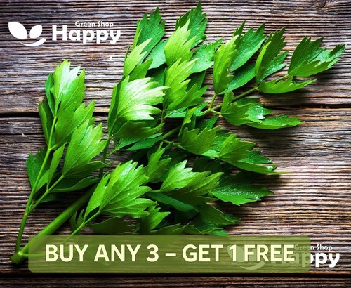 Herb lovage 250 seeds - herb,