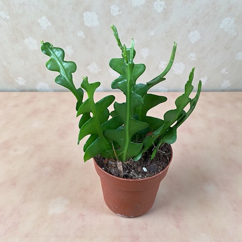 Fishbone cactus epiphyllum - fishbone, 'epiphyllum