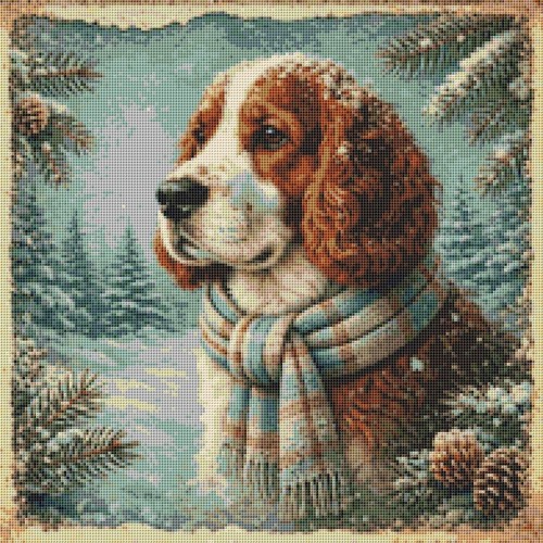 Welsh springer spaniel puppy - springer,