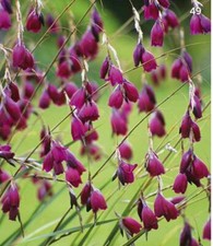 Dierama blackbird angel - dierama,