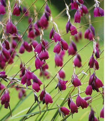 Dierama blackbird angel s - dierama, angel's